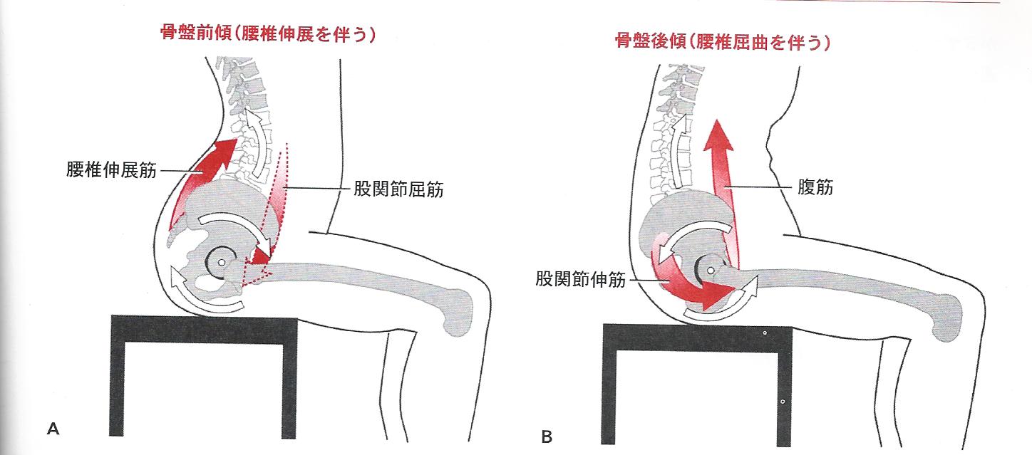 腰痛と骨盤の関係は大きいからこそ 骨盤を動かそう 腰痛専門出張パーソナルトレーニング 整体 広島
